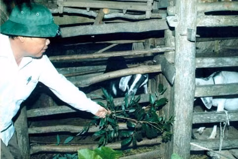 Dê khó nuôi hơn nhiều nhưng không lo ế bởi lúc nào cũng bán được Dê khó nuôi hơn nhiều nhưng không lo ế bởi lúc nào cũng bán được