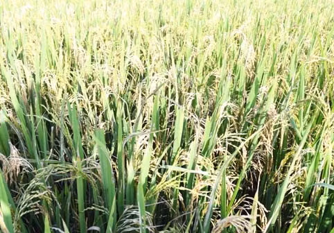 Số nhiễm nặng đành bó tay