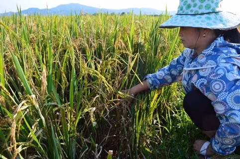 Bị đạo ôn cổ bông, cây lúa vàng úa, thiếu sức sống và cháy khô khiến người dân xã Thạch Tân rầu lòng