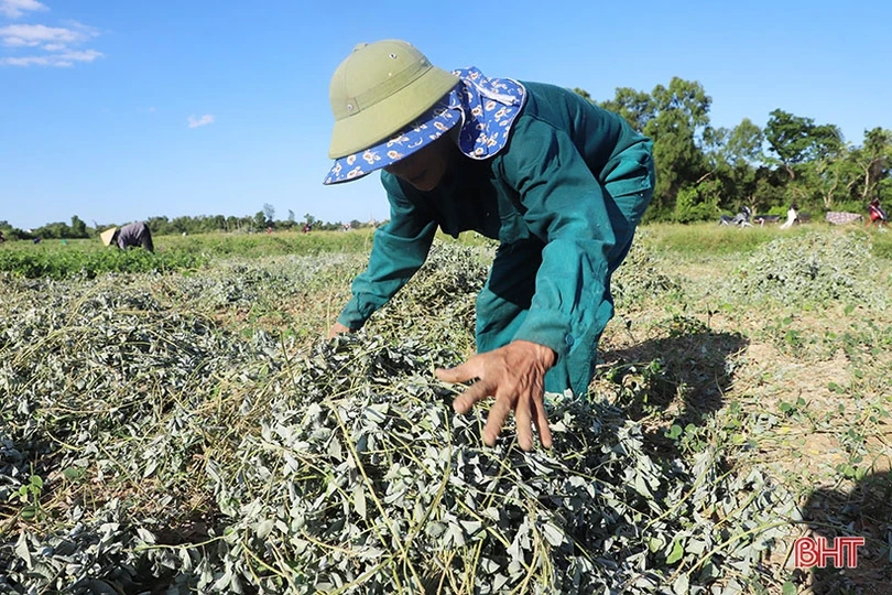 Nông dân Cẩm Xuyên “cướp nắng” thu hoạch cây dược liệu