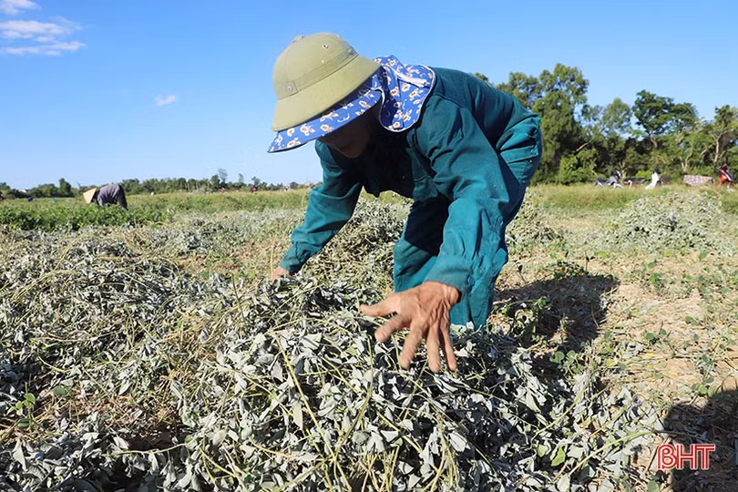 Nông dân Cẩm Xuyên “cướp nắng” thu hoạch cây dược liệu