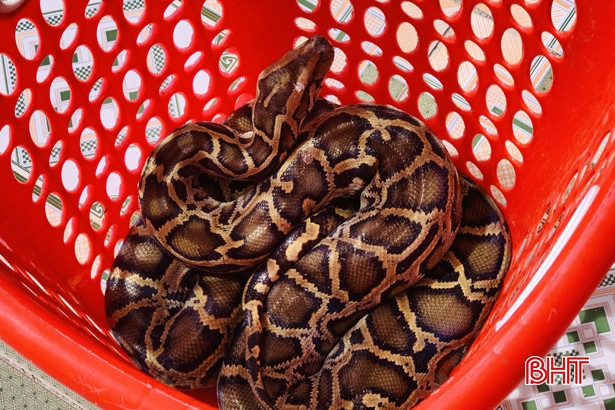 Thả 3 cá thể động vật hoang dã thuộc nhóm IIB về Vườn Quốc gia Vũ Quang