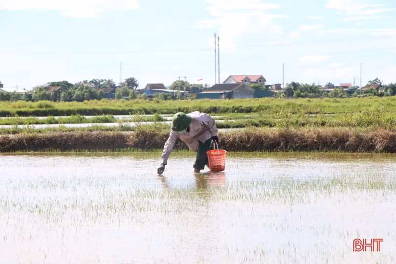 Nông dân Hà Tĩnh nhanh chóng tiêu thoát úng, “cứu” lúa hè thu