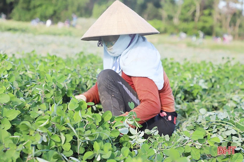 Nông dân Cẩm Xuyên “cướp nắng” thu hoạch cây dược liệu