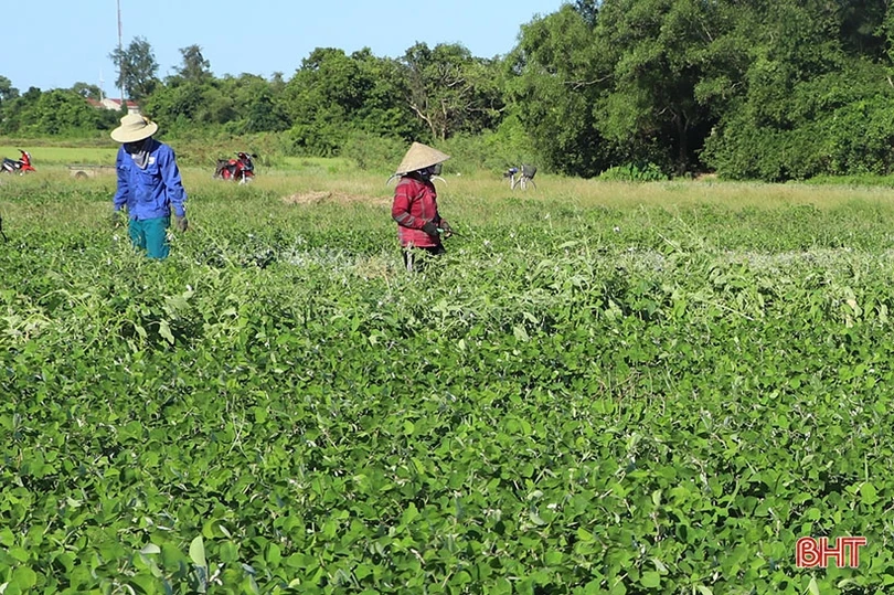 Nông dân Cẩm Xuyên “cướp nắng” thu hoạch cây dược liệu