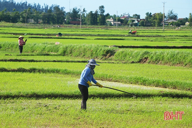 Huyện Kỳ Anh cần chuẩn bị sẵn sàng các loại giống ngắn ngày, gieo cấy lại diện tích lúa bị hư hỏng