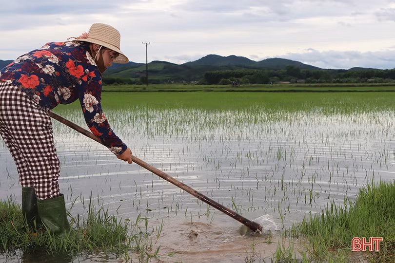 Nông dân xứ Cẩm hối hả tỉa dặm, chăm sóc lúa hè thu