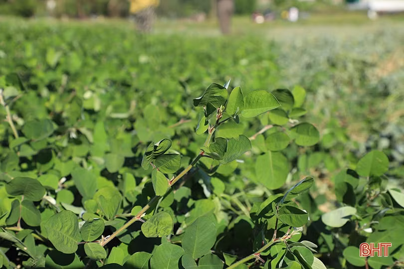 Nông dân Cẩm Xuyên “cướp nắng” thu hoạch cây dược liệu