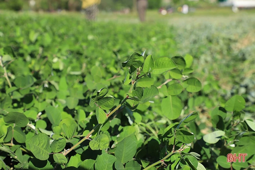 Nông dân Cẩm Xuyên “cướp nắng” thu hoạch cây dược liệu