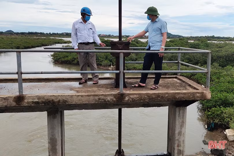 Nông dân xứ Cẩm hối hả tỉa dặm, chăm sóc lúa hè thu