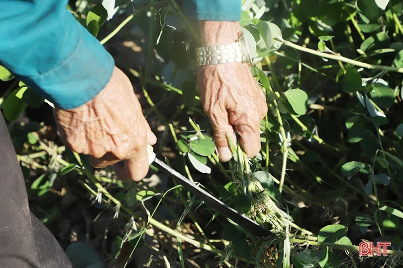 Nông dân Cẩm Xuyên “cướp nắng” thu hoạch cây dược liệu