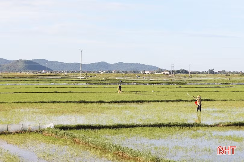 Nông dân Hà Tĩnh “đội nắng” khôi phục lúa hè thu hư hỏng sau mưa lớn