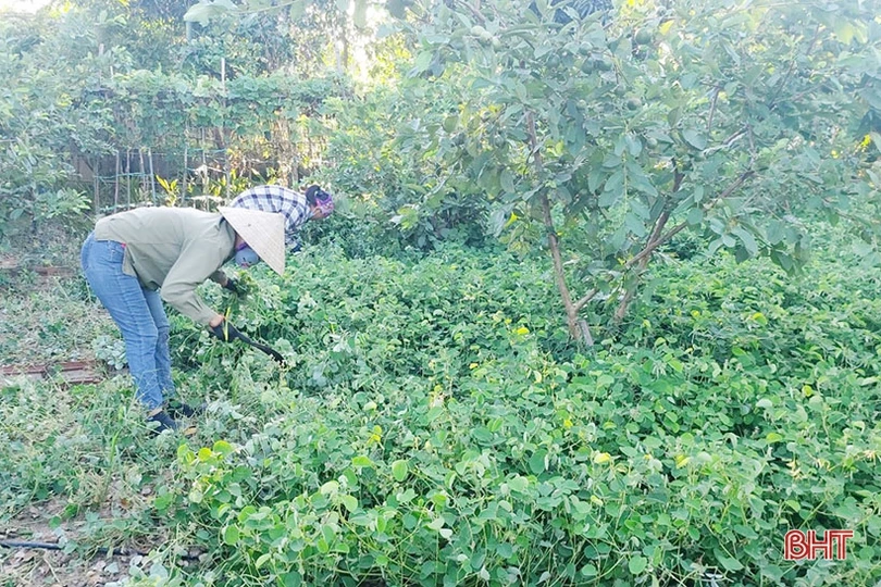 Nông dân Cẩm Xuyên “cướp nắng” thu hoạch cây dược liệu