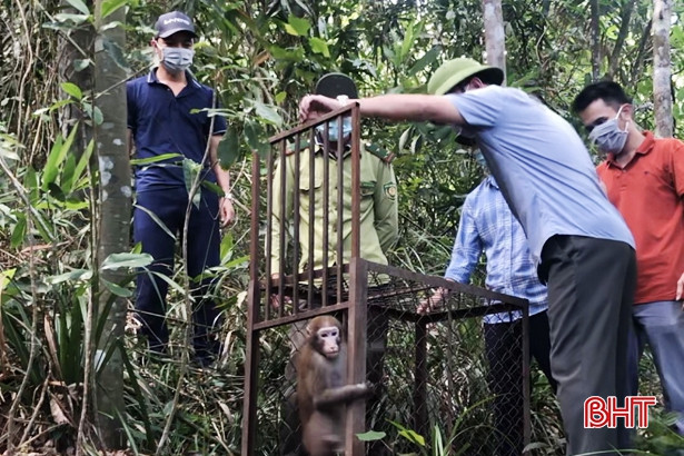 Thả 3 cá thể động vật hoang dã thuộc nhóm IIB về Vườn Quốc gia Vũ Quang