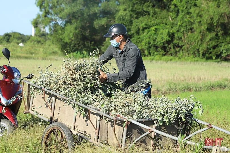 Nông dân Cẩm Xuyên “cướp nắng” thu hoạch cây dược liệu