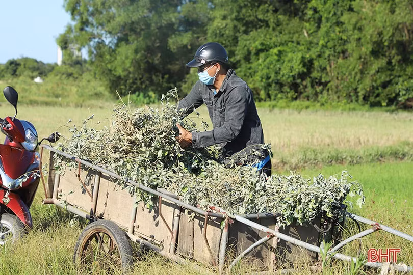 Nông dân Cẩm Xuyên “cướp nắng” thu hoạch cây dược liệu