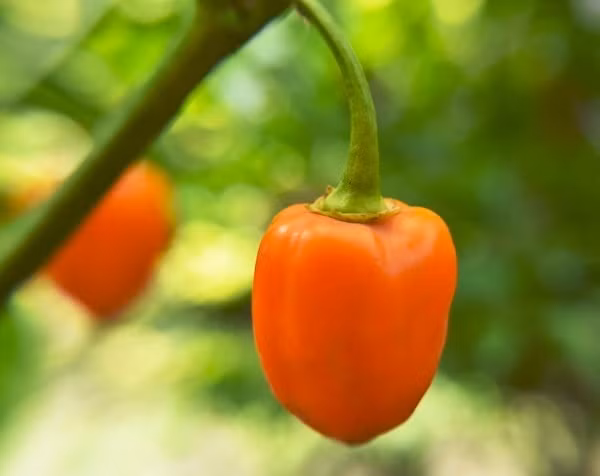 Đây là 8 loại ớt cay nhất thế giới, bạn có dám thử?