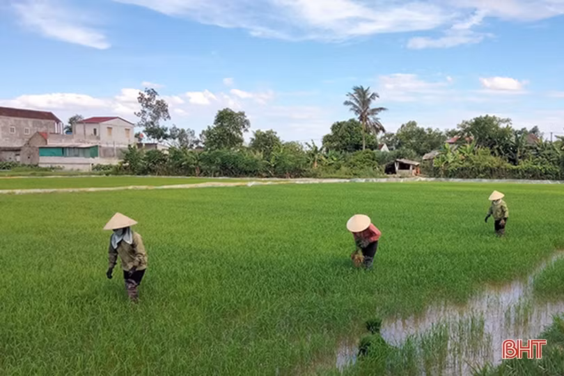 Nông dân Hà Tĩnh “đội nắng” khôi phục lúa hè thu hư hỏng sau mưa lớn