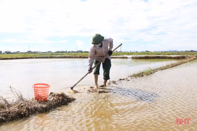 Nông dân Hà Tĩnh nhanh chóng tiêu thoát úng, “cứu” lúa hè thu