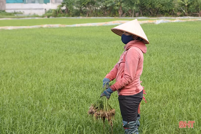 Nông dân Hà Tĩnh “đội nắng” khôi phục lúa hè thu hư hỏng sau mưa lớn