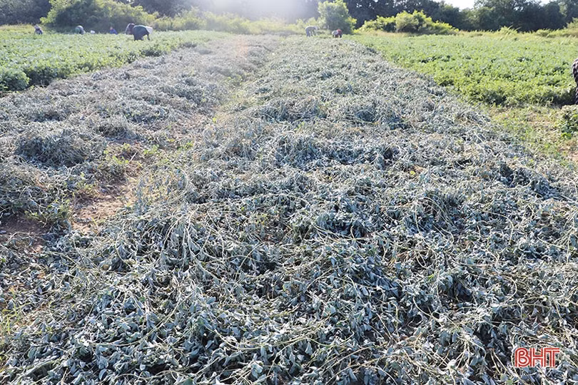 Nông dân Cẩm Xuyên “cướp nắng” thu hoạch cây dược liệu