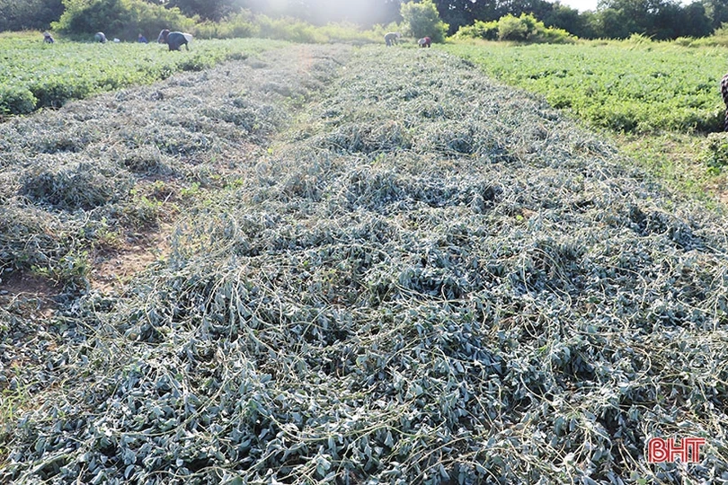 Nông dân Cẩm Xuyên “cướp nắng” thu hoạch cây dược liệu