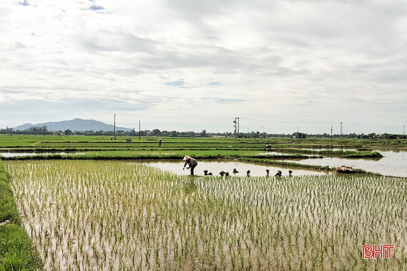 Nông dân Hà Tĩnh “đội nắng” khôi phục lúa hè thu hư hỏng sau mưa lớn ảnh 6 Nông dân Hà Tĩnh “đội nắng” khôi phục lúa hè thu hư hỏng sau mưa lớn