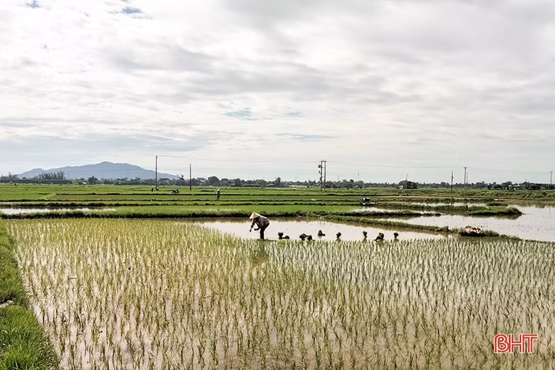 Nông dân Hà Tĩnh “đội nắng” khôi phục lúa hè thu hư hỏng sau mưa lớn ảnh 6 Nông dân Hà Tĩnh “đội nắng” khôi phục lúa hè thu hư hỏng sau mưa lớn
