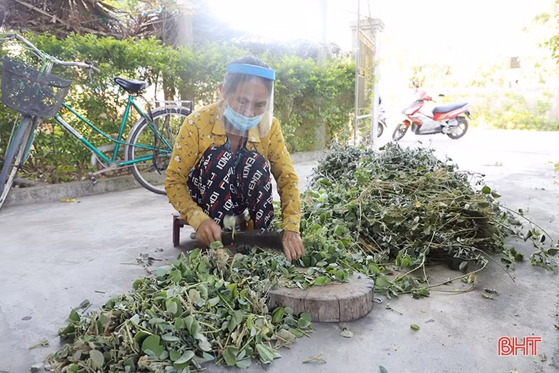 Nông dân Cẩm Xuyên “cướp nắng” thu hoạch cây dược liệu