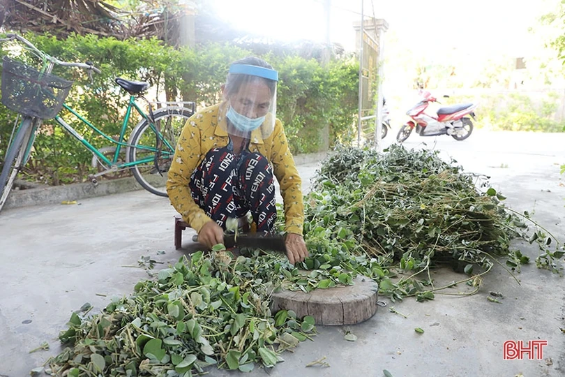 Nông dân Cẩm Xuyên “cướp nắng” thu hoạch cây dược liệu