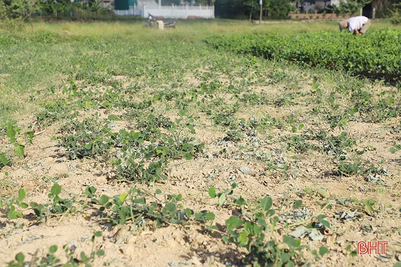 Nông dân Cẩm Xuyên “cướp nắng” thu hoạch cây dược liệu