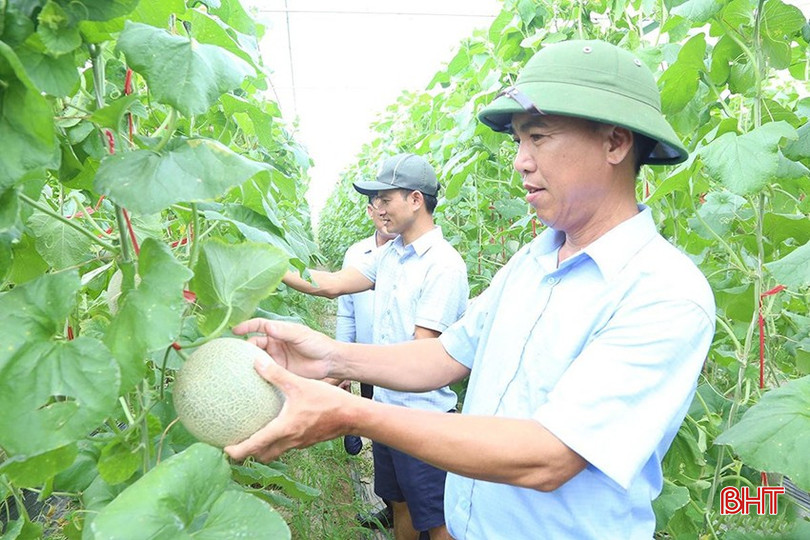 Đầu tư công nghệ, lựa chọn sản phẩm chất lượng cao, giá trị là hướng đi của nông dân TP Hà Tĩnh. z5674234604694-4971fa0f025fc5fb2b32fd7d6e9d607b-1179-1899.jpg