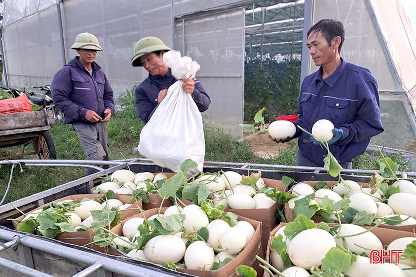 Áp dụng phương pháp sản xuất hữu cơ, vườn dưa lưới của gia đình chị Lê Thị Hiền luôn đạt năng suất cao, chất lượng tốt và được Tập đoàn Quế Lâm bao tiêu 100% sản phẩm. bqbht_br_z6144365028829-1079d676b91a0852db97a837a7dd088e.jpg