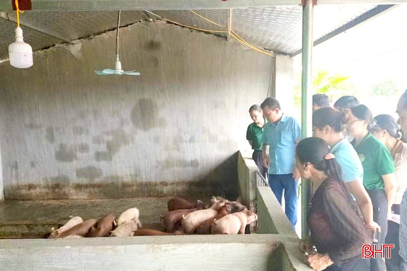 Dù mô hình chăn nuôi nhỏ nhưng bà Nguyễn Thị Chiến, thôn Hữu Ninh (xã Mai Phụ) luôn tuân thủ nghiêm túc quy trình kỹ thuật chăn nuôi theo đúng cam kết với doanh nghiệp. bqbht_br_3ql.jpg