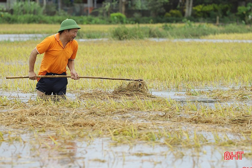 Lũ lên đúng vào thời điểm lúa xuân đang vào cao điểm thu hoạch nên thiệt hại khá lớn. bqbht_br_mua-lu-o-ha-tinh-17c.jpg
