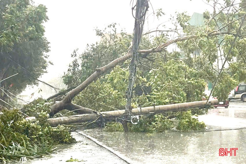 Nguyên nhân mất điện phần lớn do cây cối đổ vào đường dây điện. bqbht_br_2.jpg