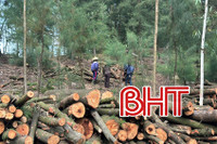 "Xẻ thịt" rừng phòng hộ ven biển Hà Tĩnh