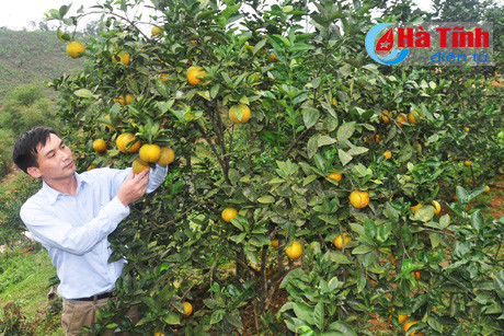 dua dac san cam vu quang vuon xa