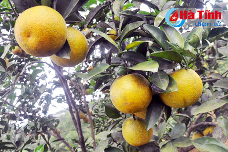 dua dac san cam vu quang vuon xa