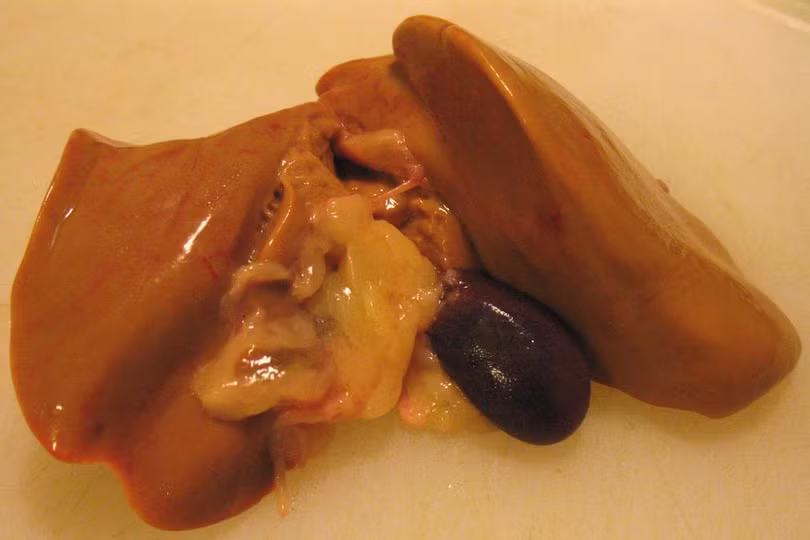 tac dung chua benh it biet tu 3 bo phan noi tang cua ga