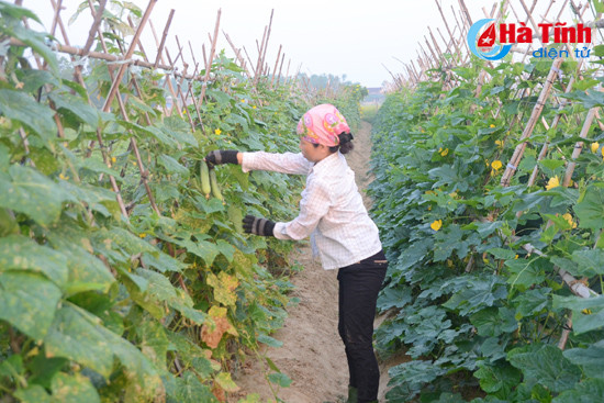 Cánh đồng sản xuất theo quy trình VietGAP của thôn 6, xã Tượng Sơn (Thạch Hà) đã bị thu hẹp hơn một nửa do sản phẩm không ổn định đầu ra, giá rẻ. quan ly ve sinh an toan thuc pham bat an tu khau san xuat