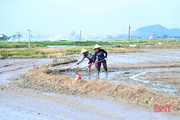 Lão nông Hà Tĩnh “mê” ruộng, thu hoạch 45 tấn lúa/vụ