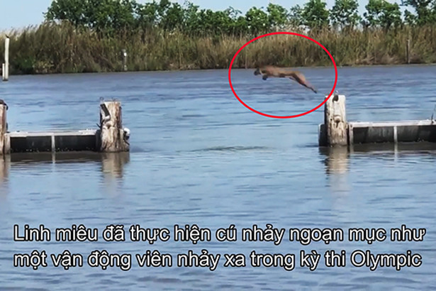 Nhà hàng thuê dàn trai “6 múi” cơ bắp vạm vỡ để giao hàng