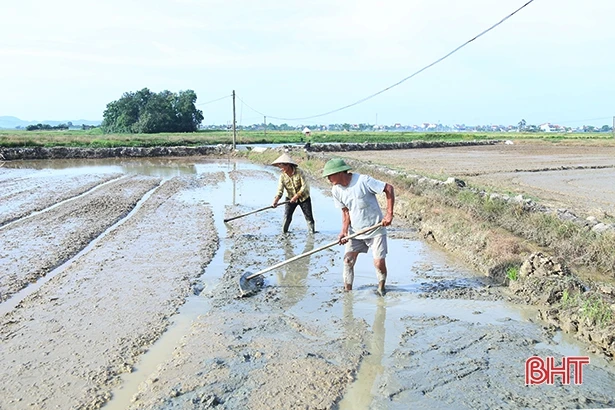 Lão nông Hà Tĩnh “mê” ruộng, thu hoạch 45 tấn lúa/vụ