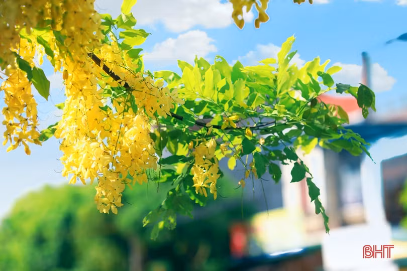 Muồng hoàng yến vàng rực khắp phố phường Hà Tĩnh