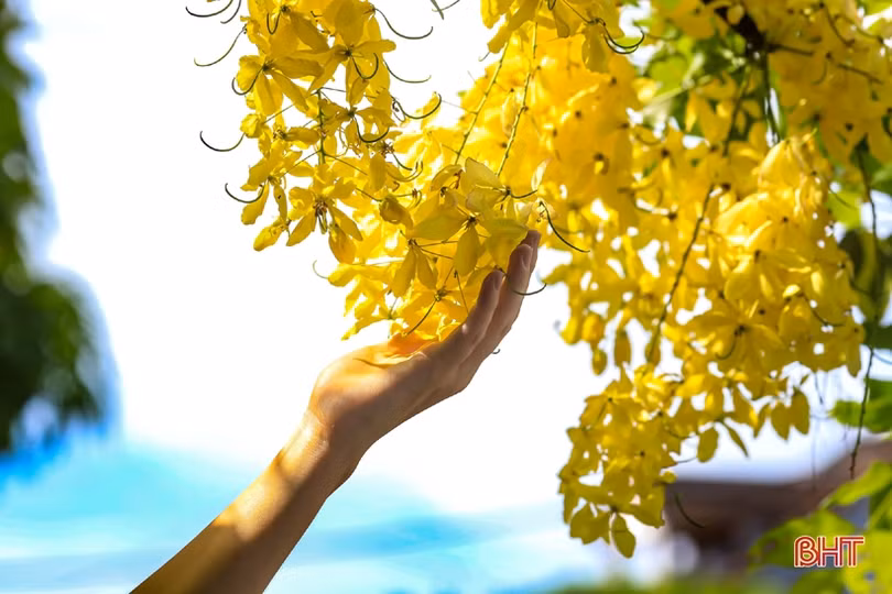 Muồng hoàng yến vàng rực khắp phố phường Hà Tĩnh