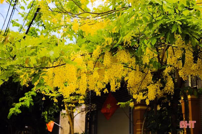 Muồng hoàng yến vàng rực khắp phố phường Hà Tĩnh