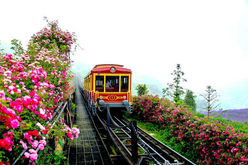 Thung lũng hoa hồng lớn nhất Việt Nam