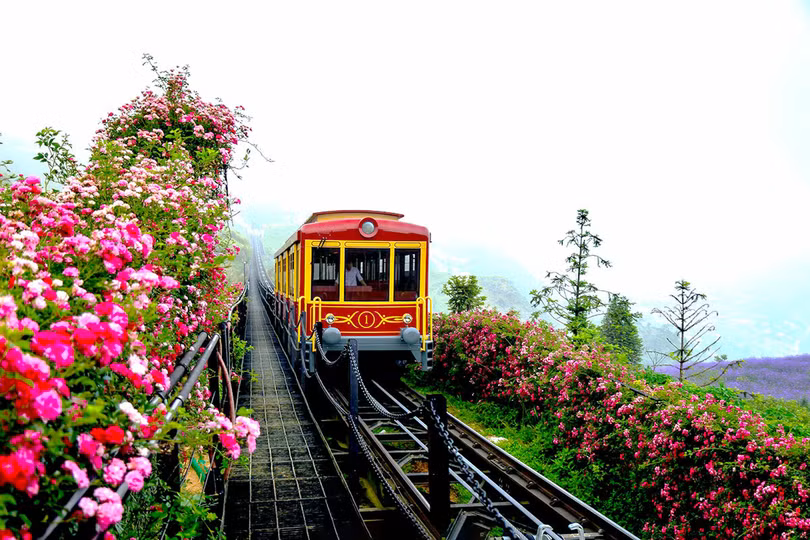 Thung lũng hoa hồng lớn nhất Việt Nam