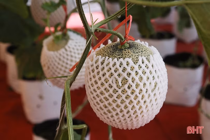 Mát mắt với sản phẩm nông nghiệp tiêu biểu mừng ngày hội lớn của Thạch Hà ảnh 8 Mát mắt với sản phẩm nông nghiệp tiêu biểu mừng ngày hội lớn của Thạch Hà